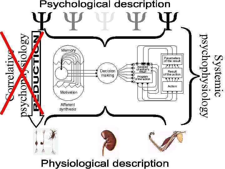 Correlative psychophysiology Parameters of the result Decision making Acceptor of action’s result Program of