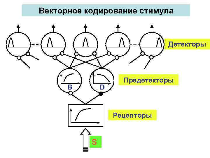 Векторное кодирование стимула Детекторы B D Предетекторы Рецепторы S 