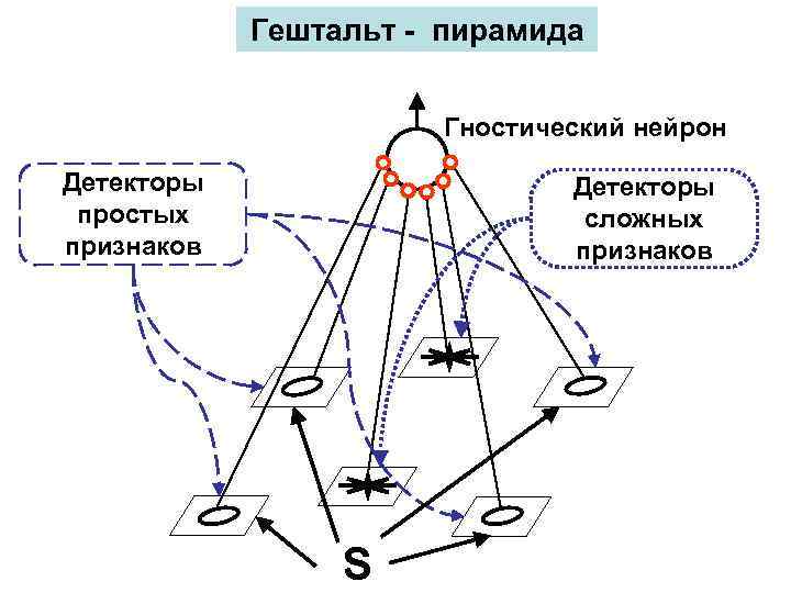 Гештальт - пирамида Гностический нейрон Детекторы простых признаков Детекторы сложных признаков S 