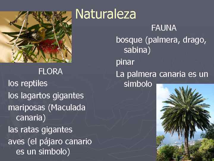 Naturaleza FLORA los reptiles los lagartos gigantes mariposas (Maculada canaria) las ratas gigantes aves