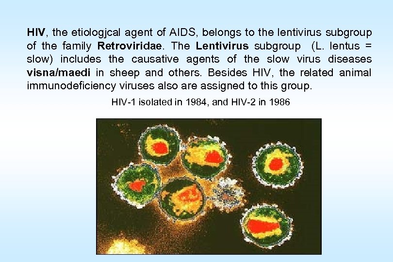 HIV, the etiologjcal agent of AIDS, belongs to the lentivirus subgroup of the family