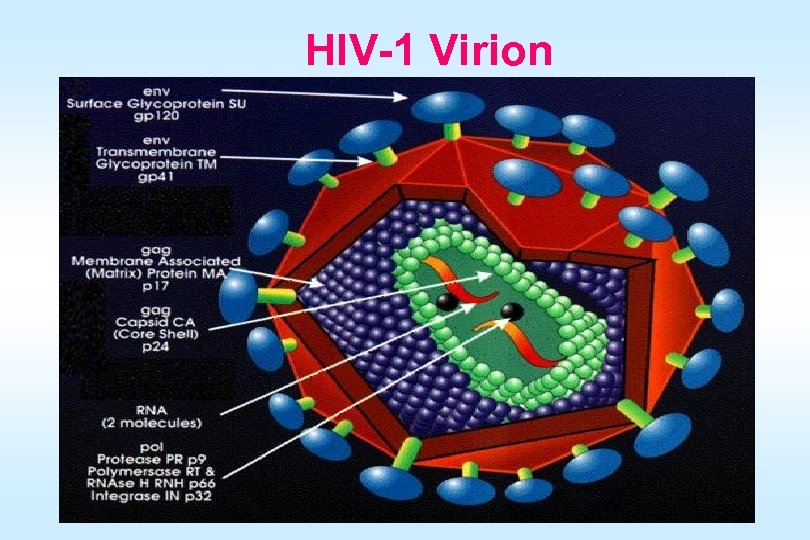HIV-1 Virion 