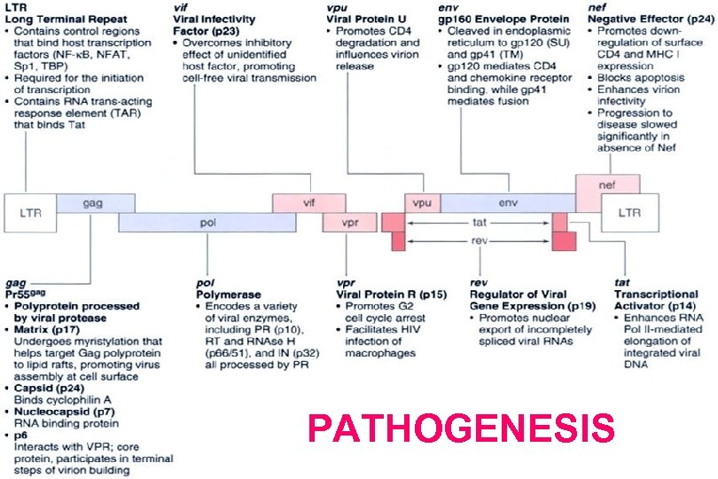 PATHOGENESIS 