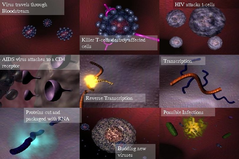 Virus travels through Bloodstream HIV attacks t-cells Killer T-cells destroy affected cells AIDS virus