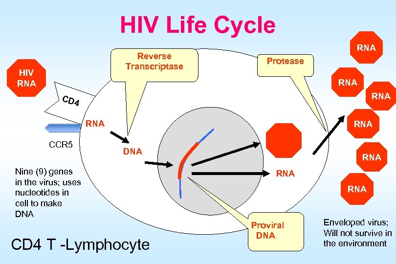 HIV Life Cycle Reverse Transcriptase HIV RNA Protease RNA CD 4 RNA CCR 5