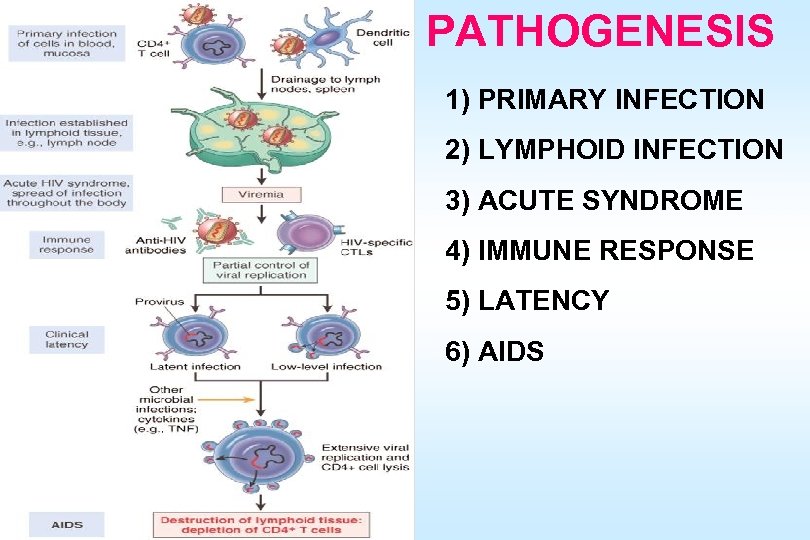 PATHOGENESIS 1) PRIMARY INFECTION 2) LYMPHOID INFECTION 3) ACUTE SYNDROME 4) IMMUNE RESPONSE 5)