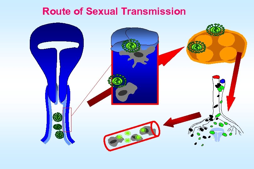 Route of Sexual Transmission 