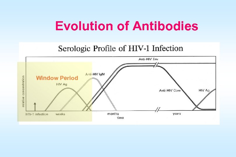 Evolution of Antibodies Window Period 