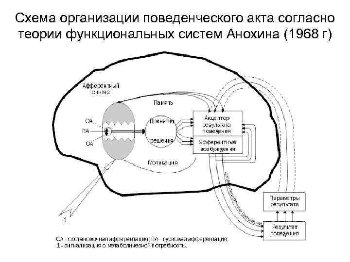 Схема организации поведенческого акта согласно теории функциональных систем Анохина (1968 г) 