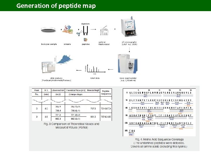 Generation of peptide map 