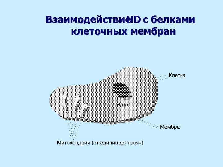 Взаимодействие с белками HD клеточных мембран 