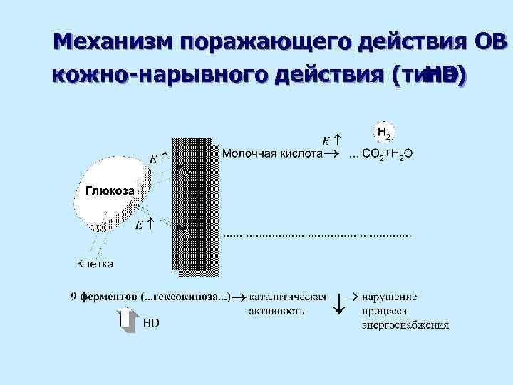 Механизм поражающего действия ОВ кожно-нарывного действия (типа) HD 