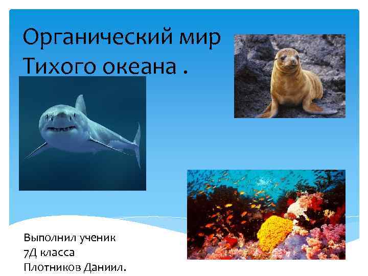 Жизнь в океане 7 класс. Органический мир Тихого. Представители органического мира Тихого океана. Органический мир океана. Растительный и животный мир Тихого океана.