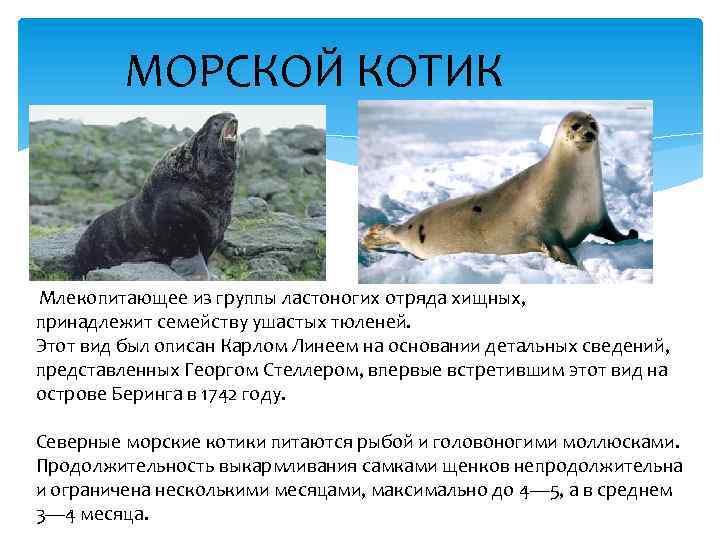 Морские котики презентация 7 класс