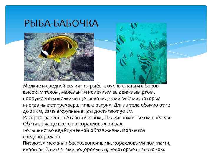 Органический мир текст. Сообщение о рыбе бабочке. Рыба бабочка доклад. Рыба бабочка интересные факты. Сообщение о рыбе.