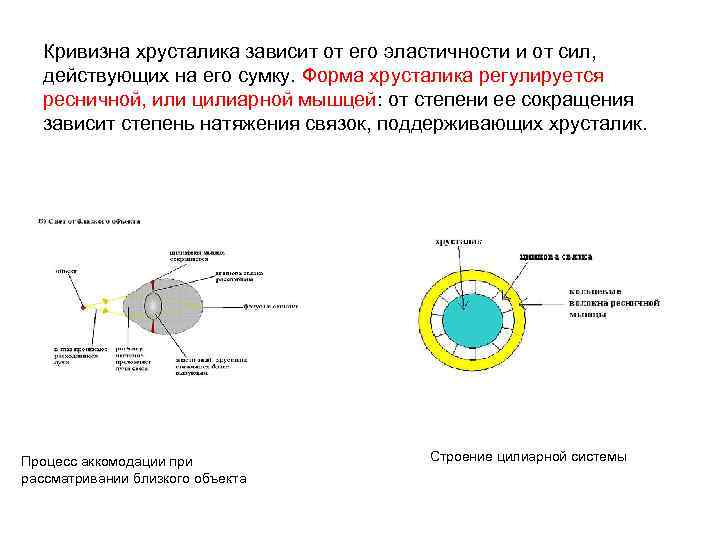 Кривизна хрусталика зависит от его эластичности и от сил, действующих на его сумку. Форма