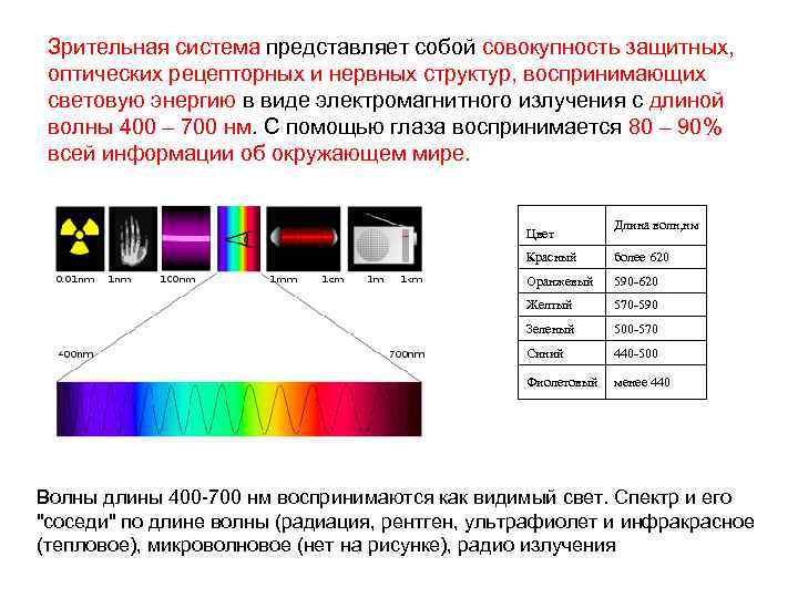 Зрительная система представляет собой совокупность защитных, оптических рецепторных и нервных структур, воспринимающих световую энергию