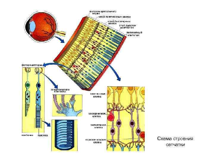 Схема строения сетчатки 
