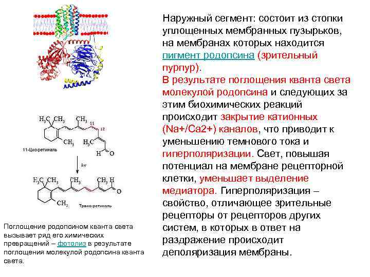 Поглощение родопсином кванта света вызывает ряд его химических превращений – фотолиз в результате поглощения
