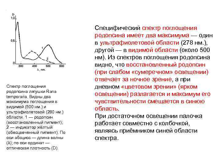 Спектр поглощения родопсина лягушки Rana temporaria. Видны два максимума поглощения в видимой (500 нм.