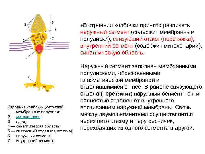  В строении колбочки принято различать: наружный сегмент (содержит мембранные полудиски), связующий отдел (перетяжка),