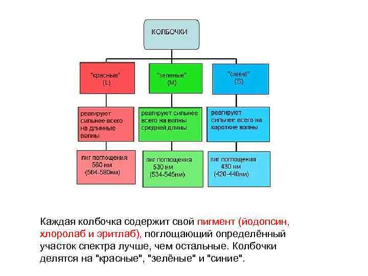 Каждая колбочка содержит свой пигмент (йодопсин, хлоролаб и эритлаб), поглощающий определённый участок спектра лучше,