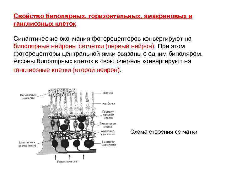 Свойство биполярных, горизонтальных, амакриновых и ганглиозных клеток Синаптические окончания фоторецепторов конвергируют на биполярные нейроны