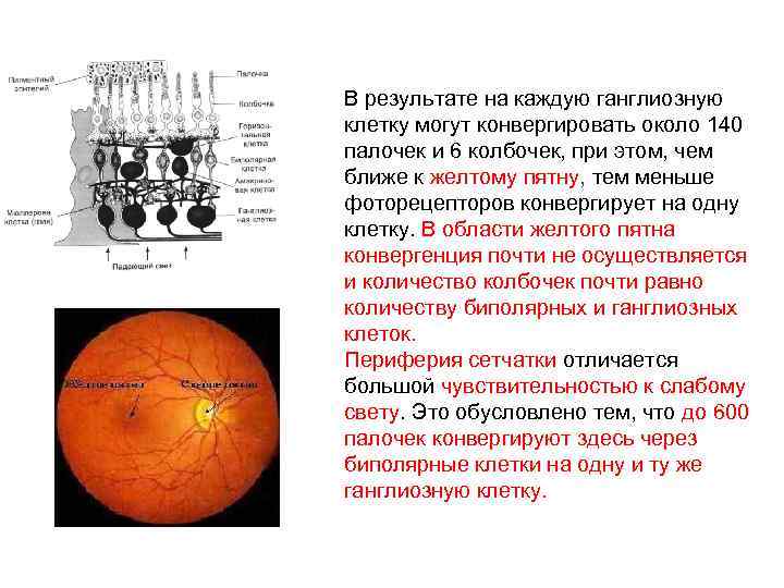 В результате на каждую ганглиозную клетку могут конвергировать около 140 палочек и 6 колбочек,