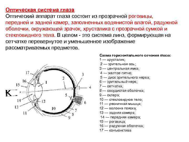 Рассмотрите рисунок глаза на заднем форзаце учебника перечислите оптические среды глаза позволяющие