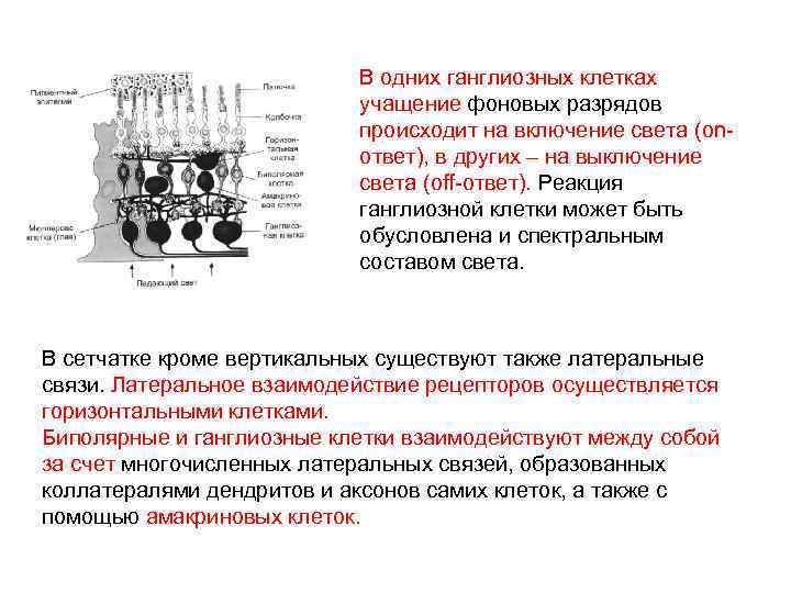 В одних ганглиозных клетках учащение фоновых разрядов происходит на включение света (onответ), в других