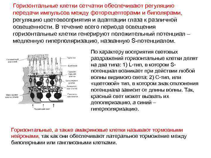 Нейроны обеспечивающие горизонтальные связи сетчатки и увеличивающими контрастность изображения