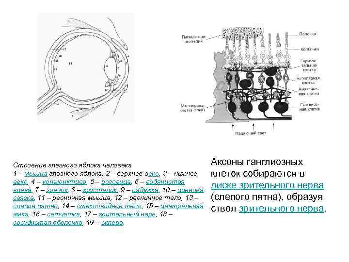 Строение глазного яблока человека 1 – мышцa глазного яблока, 2 – верхнее веко, 3