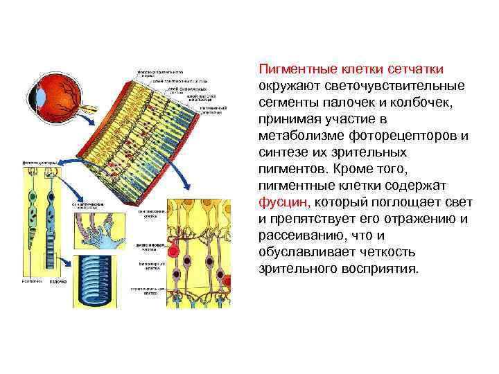 Пигментные клетки сетчатки окружают светочувствительные сегменты палочек и колбочек, принимая участие в метаболизме фоторецепторов