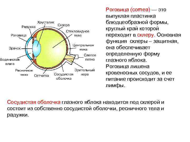 Роговица (cornea) — это выпуклая пластинка блюдцеобразной формы, круглый край которой переходит в склеру.