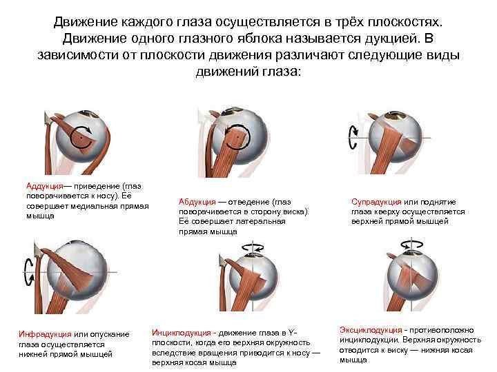 Движение каждого глаза осуществляется в трёх плоскостях. Движение одного глазного яблока называется дукцией. В