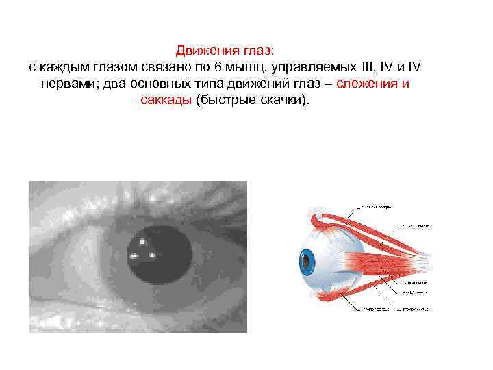 Движения глаз: с каждым глазом связано по 6 мышц, управляемых III, IV и IV