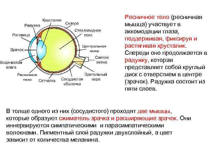 Ресничное тело фото