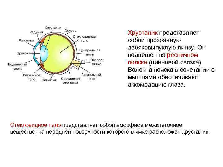 Хрусталик представляет собой прозрачную двояковыпуклую линзу. Он подвешен на ресничном пояске (цинновой связке). Волокна