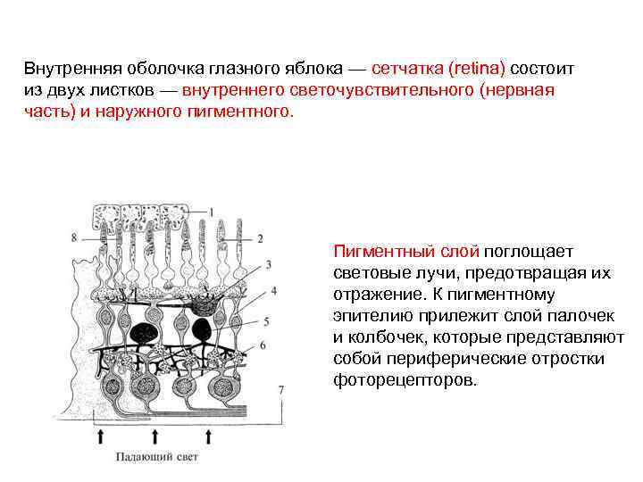 Внутренняя оболочка глазного яблока — сетчатка (retina) состоит из двух листков — внутреннего светочувствительного