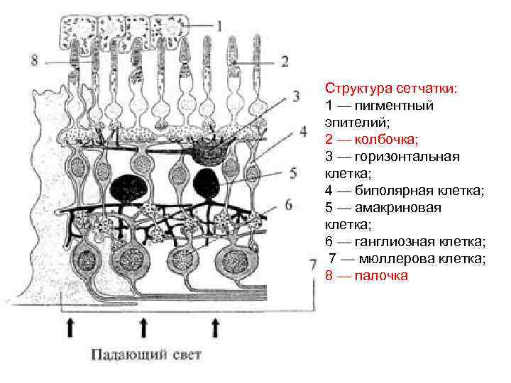 Структура сетчатки: 1 — пигментный эпителий; 2 — колбочка; 3 — горизонтальная клетка; 4