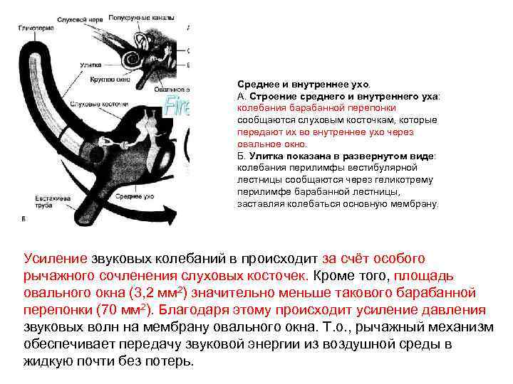 Среднее и внутреннее ухо. A. Строение среднего и внутреннего уха: колебания барабанной перепонки сообщаются