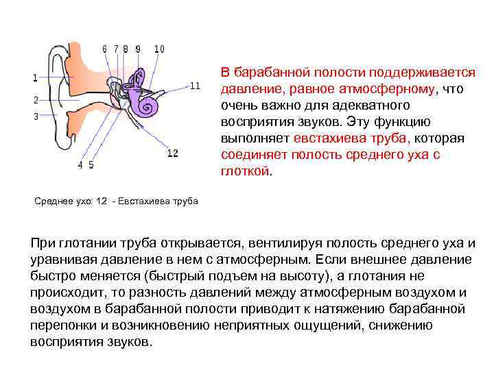 В барабанной полости поддерживается давление, равное атмосферному, что очень важно для адекватного восприятия звуков.