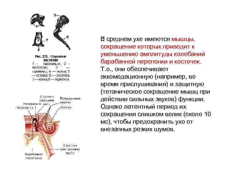 В среднем ухе имеются мышцы, сокращение которых приводит к уменьшению амплитуды колебаний барабанной перепонки