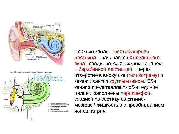 Слуховая и вестибулярная сенсорная система презентация