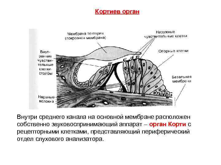 Кортиев орган Внутри среднего канала на основной мембране расположен собственно звуковоспринимающий аппарат – орган