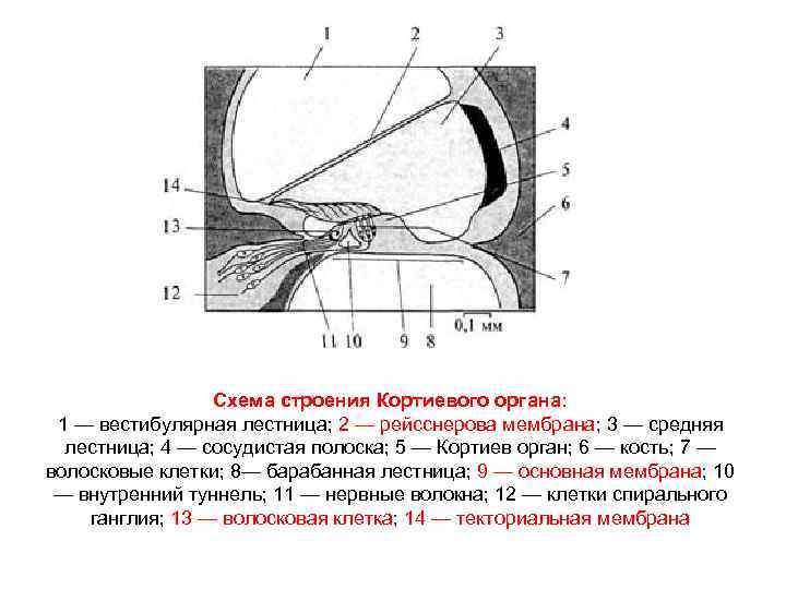 Схема строения Кортиевого органа: 1 — вестибулярная лестница; 2 — рейсснерова мембрана; 3 —