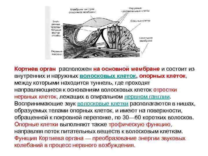 Кортиев орган расположен на основной мембране и состоит из внутренних и наружных волосковых клеток,