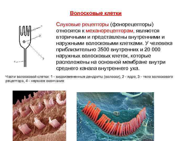 Схема строения волосковых клеток