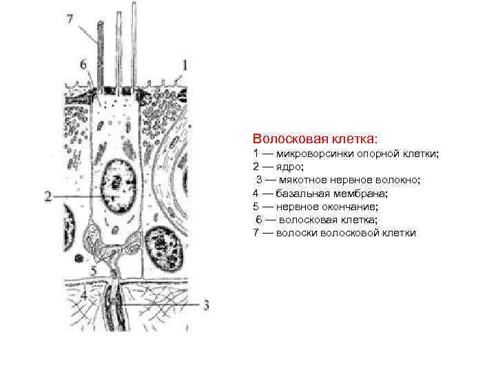 Схема строения волосковых клеток