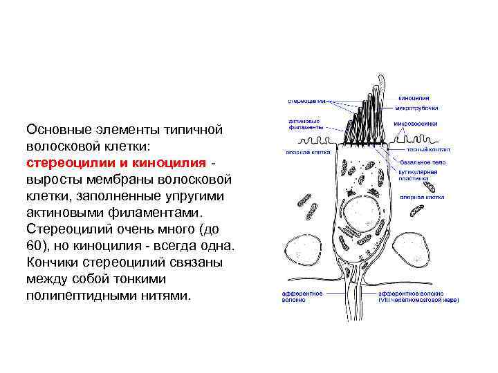 Основные элементы типичной волосковой клетки: стереоцилии и киноцилия - выросты мембраны волосковой клетки, заполненные